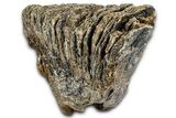 Fossil Woolly Mammoth Lower M Molar - Hungary #370355-1